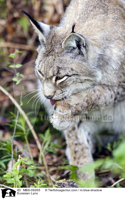 Eurasian Lynx / MBS-09265