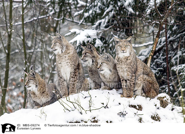 Eurasische Luchse / Eurasian Lynxes / MBS-09274