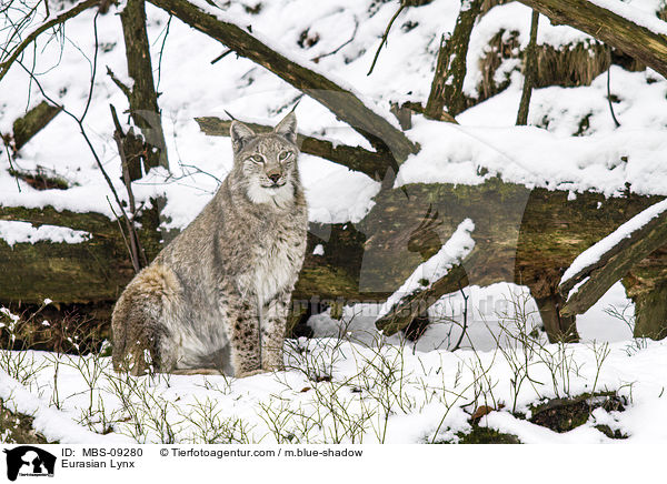 Eurasischer Luchs / Eurasian Lynx / MBS-09280