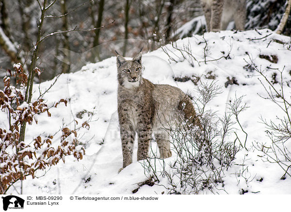Eurasischer Luchs / Eurasian Lynx / MBS-09290