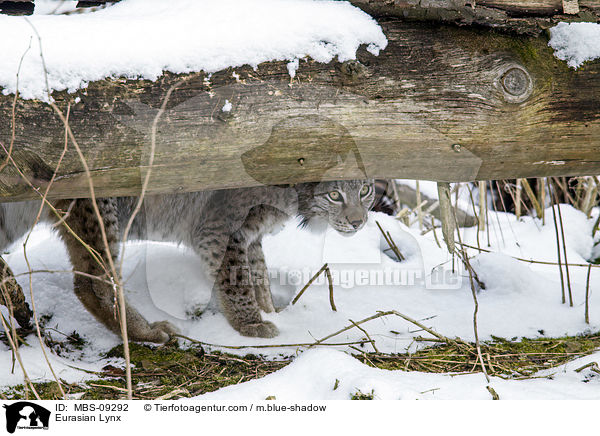 Eurasischer Luchs / Eurasian Lynx / MBS-09292