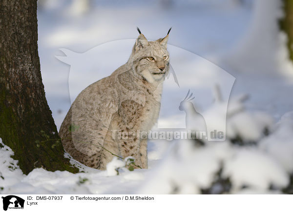 Lynx / DMS-07937