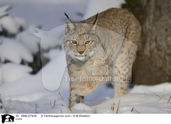 Eurasischer Luchs / Lynx / DMS-07938