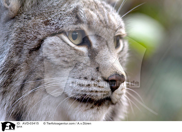 lynx / AVD-03415