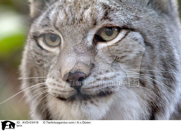 Eurasischer Luchs / lynx / AVD-03416