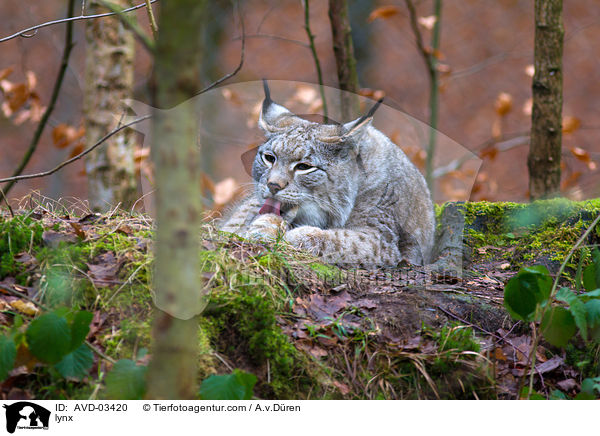 lynx / AVD-03420