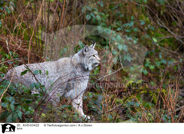 lynx / AVD-03422