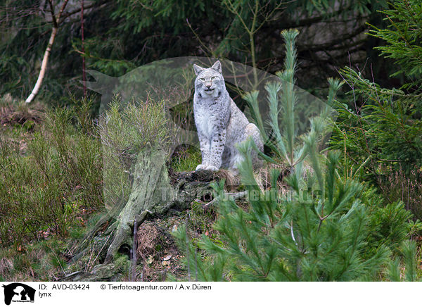 lynx / AVD-03424