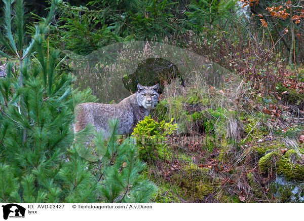 lynx / AVD-03427