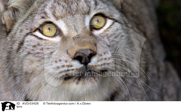 lynx / AVD-03428
