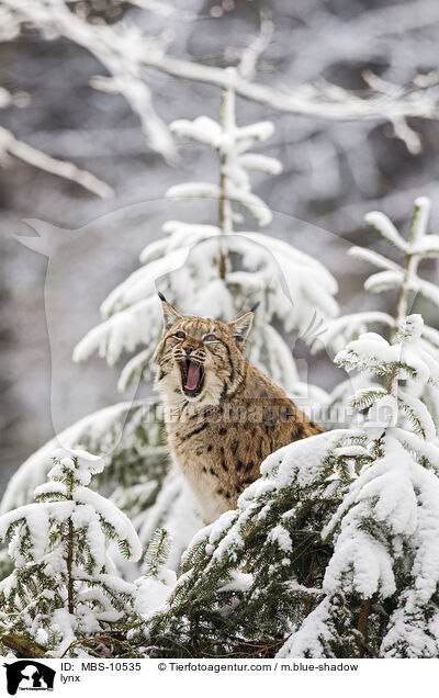 lynx / MBS-10535