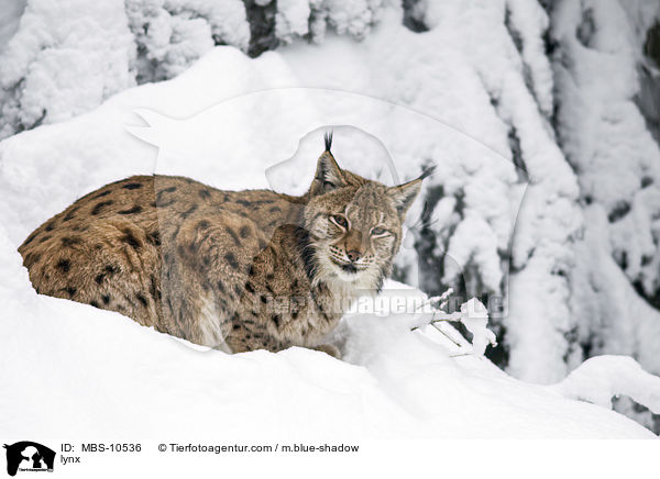 lynx / MBS-10536