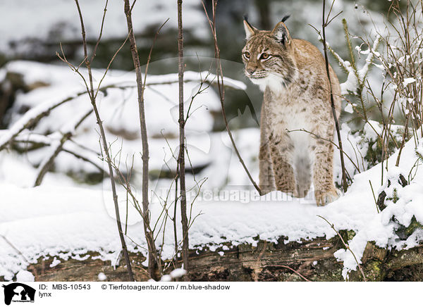 Eurasischer Luchs / lynx / MBS-10543