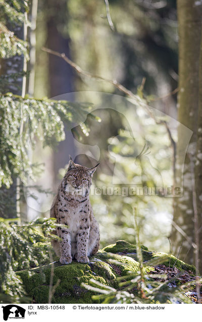 lynx / MBS-10548