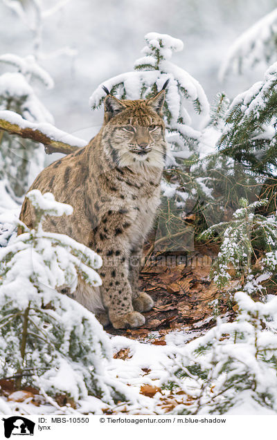 lynx / MBS-10550