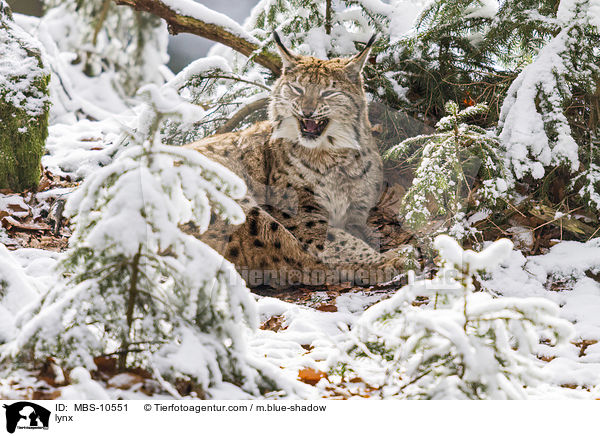 lynx / MBS-10551