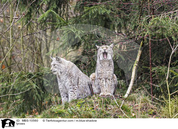 Eurasische Luchse / lynxes / MBS-10560