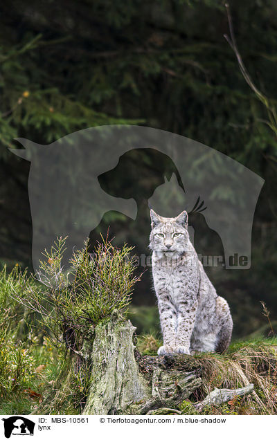 lynx / MBS-10561