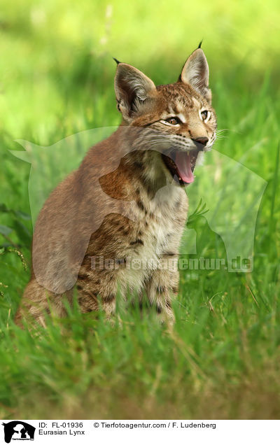 Eurasischer Luchs / Eurasian Lynx / FL-01936