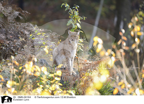 Eurasischer Luchs / Eurasian Lynx / DMS-08164