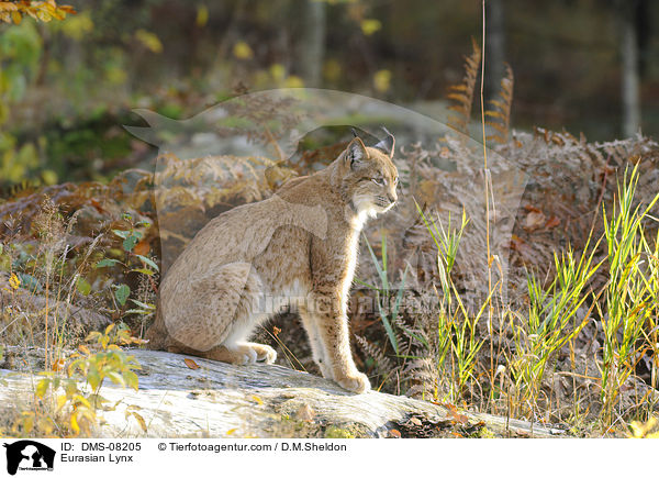 Eurasischer Luchs / Eurasian Lynx / DMS-08205