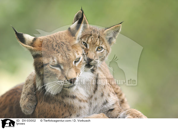 Eurasische Luchse / lynxes / DV-03002