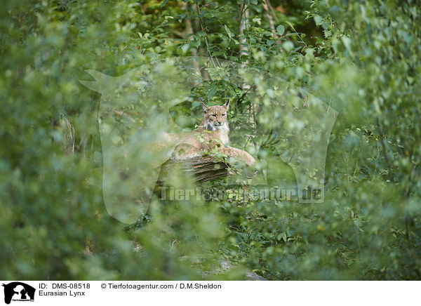 Eurasian Lynx / DMS-08518