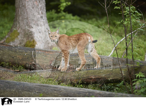 Eurasian Lynx / DMS-08520