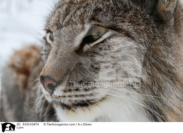 Lynx / AVD-03874