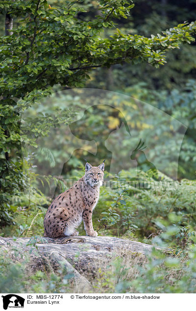 Eurasian Lynx / MBS-12774