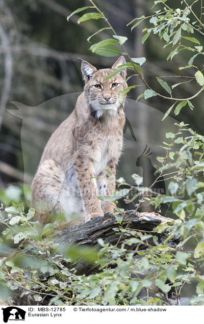 Eurasian Lynx / MBS-12785