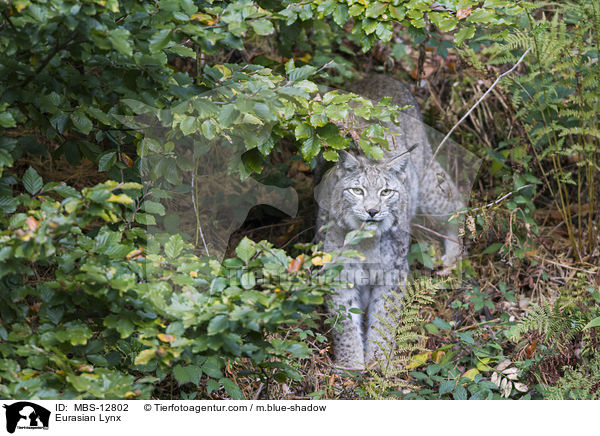 Eurasischer Luchs / Eurasian Lynx / MBS-12802