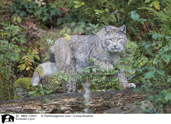Eurasian Lynx / MBS-12803