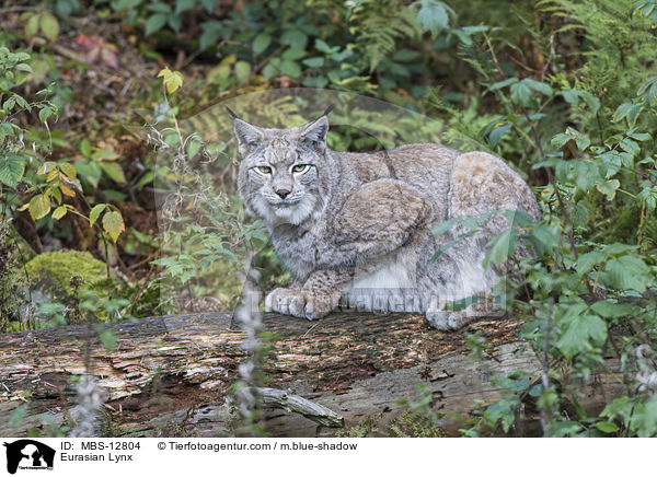 Eurasischer Luchs / Eurasian Lynx / MBS-12804