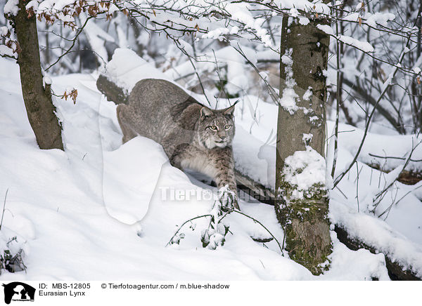 Eurasischer Luchs / Eurasian Lynx / MBS-12805