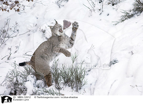 Eurasian Lynx / MBS-12812