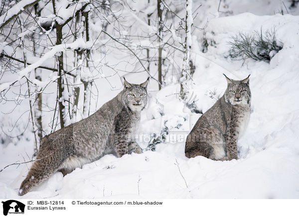 Eurasische Luchse / Eurasian Lynxes / MBS-12814