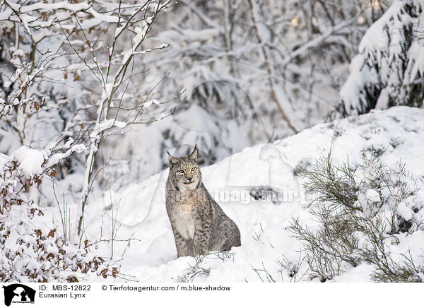 Eurasian Lynx / MBS-12822