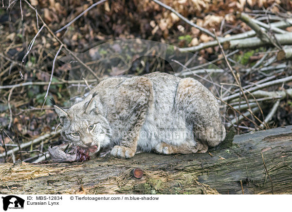 Eurasischer Luchs / Eurasian Lynx / MBS-12834