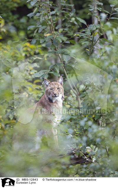 Eurasischer Luchs / Eurasian Lynx / MBS-12843