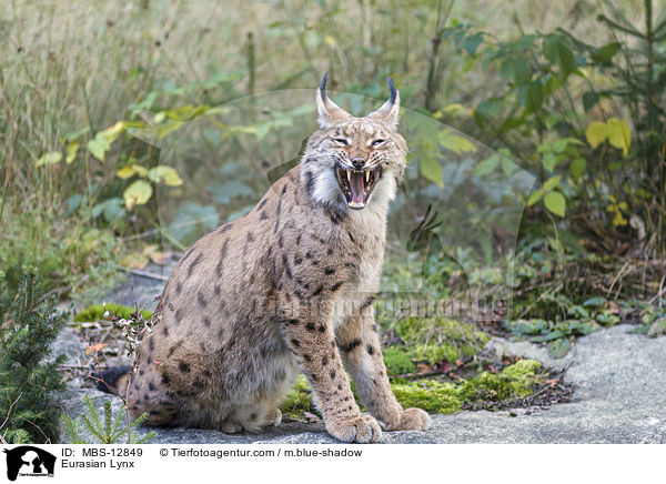 Eurasischer Luchs / Eurasian Lynx / MBS-12849