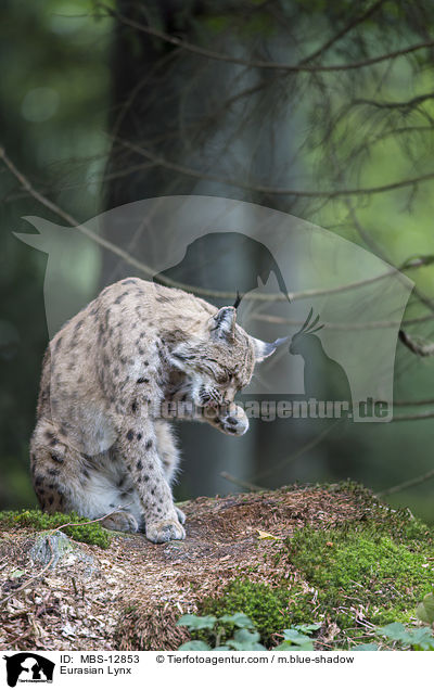 Eurasischer Luchs / Eurasian Lynx / MBS-12853