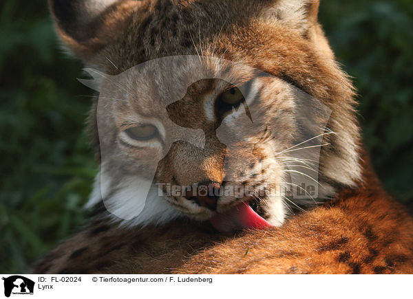 Eurasischer Luchs / Lynx / FL-02024