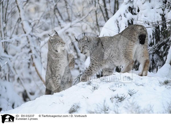 Eurasische Luchse / Eurasian Lynxes / DV-03237