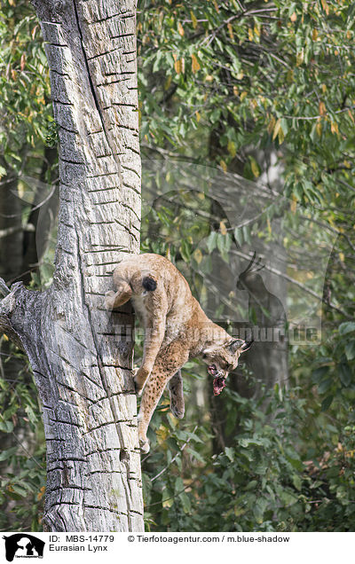 Eurasian Lynx / MBS-14779