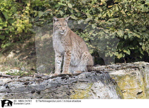 Eurasian Lynx / MBS-14781
