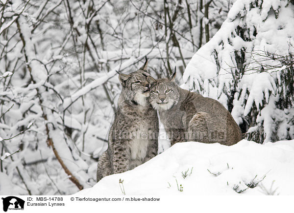 Eurasische Luchse / Eurasian Lynxes / MBS-14788
