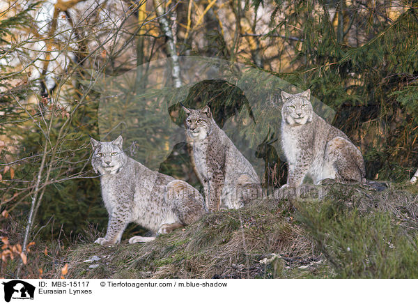 Eurasian Lynxes / MBS-15117