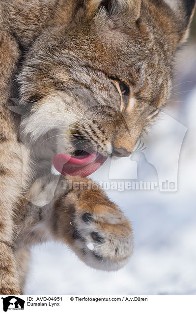 Eurasian Lynx / AVD-04951