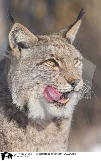 Eurasian Lynx / AVD-04957